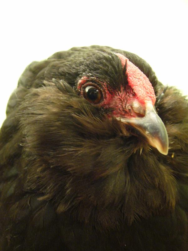 Munster 2009 105.jpg - Antwerpener Bartzwerge schwarz von Julian Temme